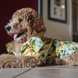 Goldendoodle Puppies from Texas Dapper Doodles
