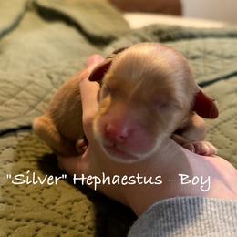 Hephaetus - Dark golden male Golden Retriever puppy in Weston, Missouri from Love is Golden