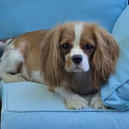 Olive - Cavalier King Charles Spaniel