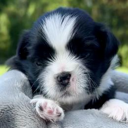 Shih Tzus from Shih Tzu’s Creek