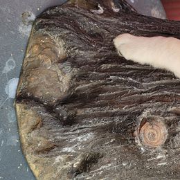 Labrador Retriever Puppies from Logan Acre Labradors