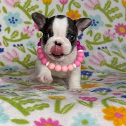 Charlie - Tricolors female French Bulldog puppy in Sterling Heights, Michigan from Freshwater Frenchies