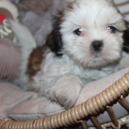 Girl 2 - Red and white female Shih Tzu puppy in Craig, Colorado from Rocky Mountain Shih Tzus and Dry Creek Miniature Dachshunds
