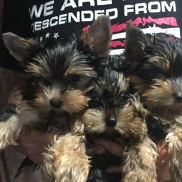 Yorkshire Terrier Puppies from Yorkie Show Dogs
