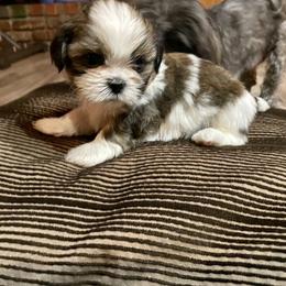 Shih Tzu Puppies from Amanda's Shih Tzu