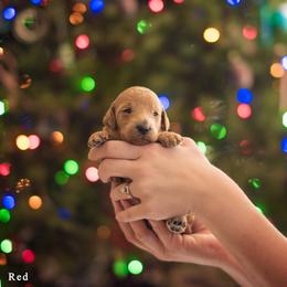 Poodle Puppies from Miller Creek Standard Poodles