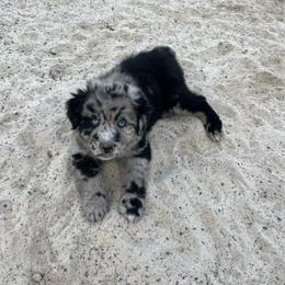 Spade - Blue merle male Australian Shepherd puppy in Whitwell, Tennessee from Owl Hollow Farm