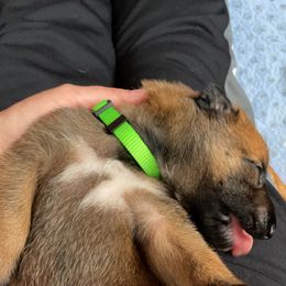 Belgian Malinois Puppies from Pyrex Kennels