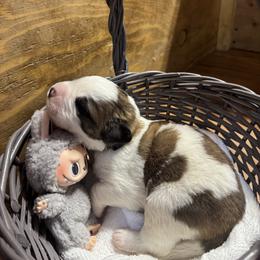 Black - Brindle and white male Saint Bernard puppy in Auburn, Washington from Sara’s Saint Bernards