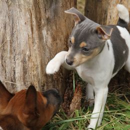 Rat Terrier Puppies from River Ridge Rat Terriers