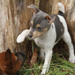 Rat Terrier Puppies from River Ridge Rat Terriers