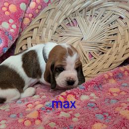 Max(Boy blk) - Mahogany and white male Basset Hound puppy in Clio, Michigan from Nancy's Basset Hounds