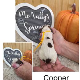 Copper - Liver white and tan female English Springer Spaniel puppy in Freeland, Michigan from McNally's Springer Spaniels