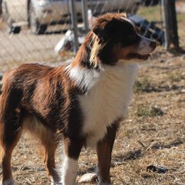 Simon - Toy Australian Shepherd