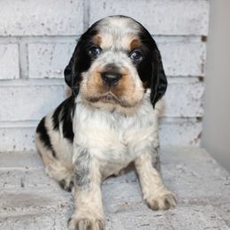 Girl 2 - English Springer Spaniel puppy in Swainsboro, Georgia from Sweet Georgia Springers