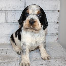 Girl 2 - English Springer Spaniel puppy in Swainsboro, Georgia from Sweet Georgia Springers