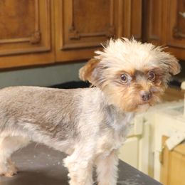 Coco - Yorkshire Terrier