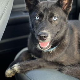 Hina - Siberian Husky