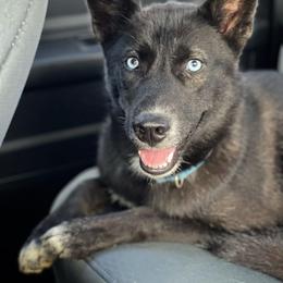Hina - Siberian Husky