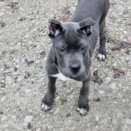 Argent - Gray Cane Corso puppy in Roachdale, Indiana from Cast Iron Kennels