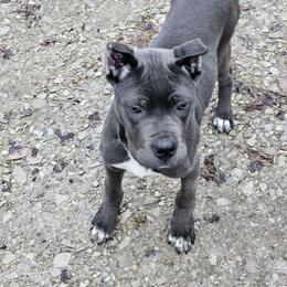 Argent - Gray Cane Corso puppy in Roachdale, Indiana from Cast Iron Kennels