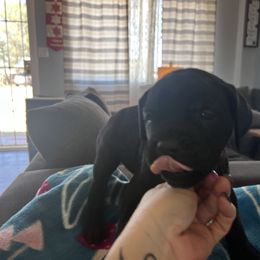 Cane Corso Puppies from Ragnarok kennels