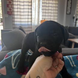 Cane Corso Puppies from Ragnarok kennels