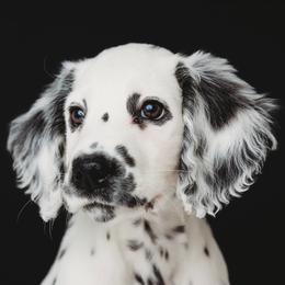 Dalmatian Puppies from Spotted Jewels Dalmatians