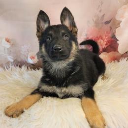 Ren - Black and tan female German Shepherd puppy in Holden, Missouri from Shiloh's Shepherds & Ridgebacks