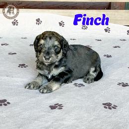 Finch - Sable male Bernedoodle puppy in Banner Elk, North Carolina from Walnut Tree Bernedoodles