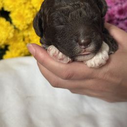 Dandelion - Brown male Lagotto Romagnolo puppy in Micanopy, Florida from Fortuna Farms
