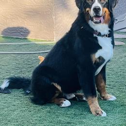 Bernese Mountain Dog All Grown Up from Copper Star Bernese Mountain Dogs
