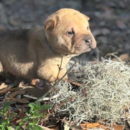 Oak - Fawn male Chinese Shar-Pei puppy in Lehigh Acres, Florida from Florida Wrinkles