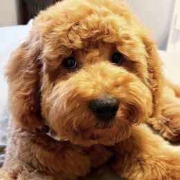 Cavapoo, Goldendoodle, and Poodle All Grown Up from Dlm_doodles