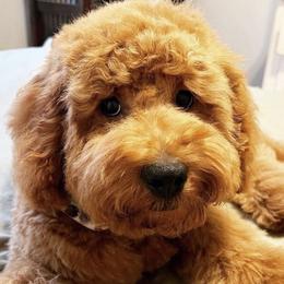 Cavapoo, Goldendoodle, and Poodle All Grown Up from Dlm_doodles