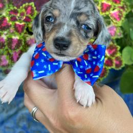 Black and tan piebald dapple - Dapple male Dachshund puppy in Payette, Idaho from NT Mini Doxies