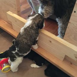 Bernedoodle and Poodle Puppies from Sunset Family Farm