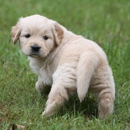 Golden Retrievers from Goodhue Goldens