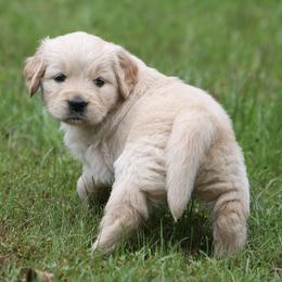 Golden Retrievers from Goodhue Goldens