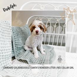 Rudolph - Parti female Goldendoodle puppy in Montgomery, Texas from Dacus Doodles