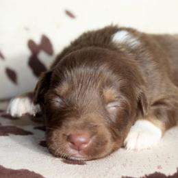 WITCHY - Red tri-color female Australian Shepherd puppy in Star City, Arkansas from Blush & Lace Aussie Co.