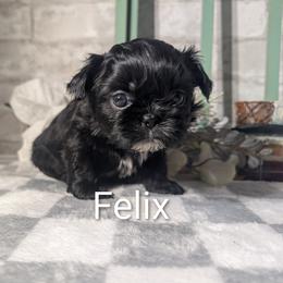 Felix - Black male Shih Tzu puppy in Poultney, Vermont from Morgan's Shih Tzus