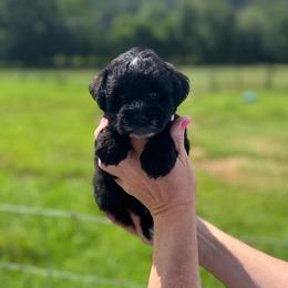 Jersey - Light Pink - white - Black female Miniature Schnauzer puppy in Oneonta, Alabama from Murphree Valley Kennels