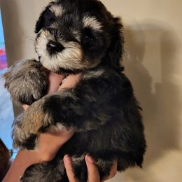 Miniature Schnauzer Puppies from Heather's schnauzers