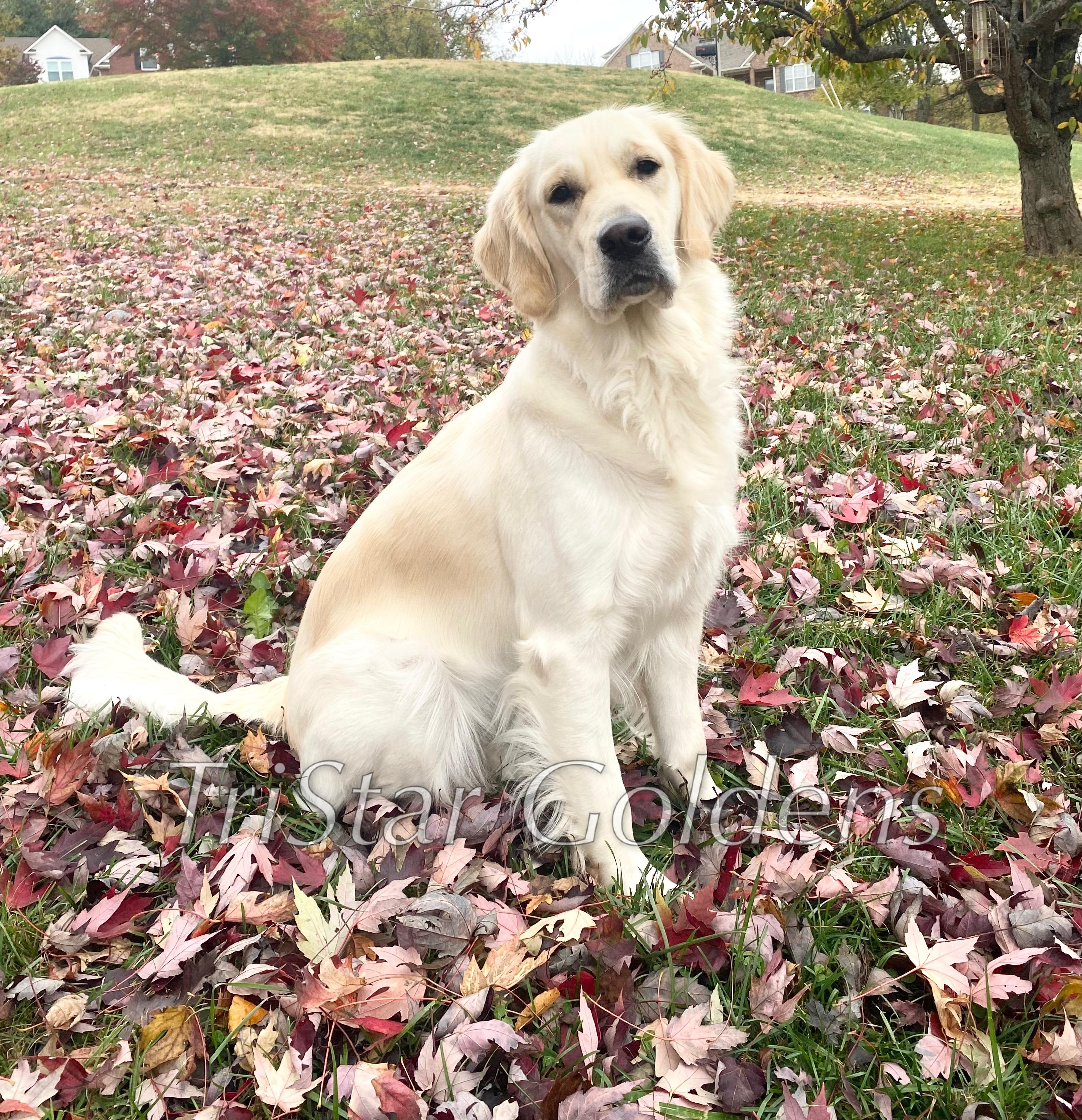 Suki