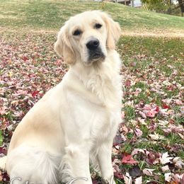 Suki - Golden Retriever