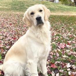 Suki - Golden Retriever