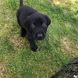 Labrador Retriever Puppies from Hunter’s Moon Retrievers