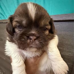 Godzilla - Liver and white male Shih Tzu puppy in Buford, Georgia from Shih Tzu by MayMay