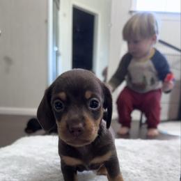Champagne (Ellie Jo) - Chocolate and tan female Dachshund puppy in Live Oak, Florida from Johnson’s Weiner Farm